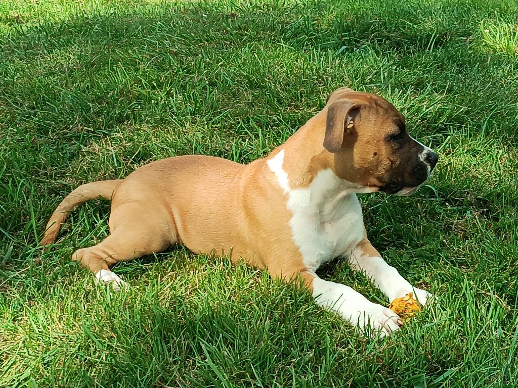 Keep Your Head Up - Chiot disponible  - American Staffordshire Terrier