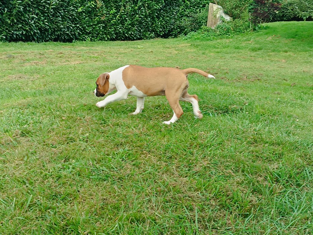 Keep Your Head Up - Chiot disponible  - American Staffordshire Terrier