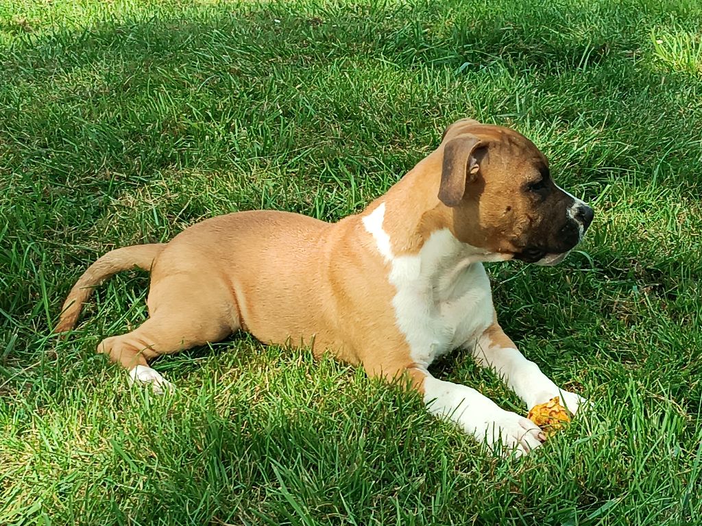 Keep Your Head Up - Chiots disponibles - American Staffordshire Terrier