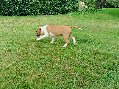 CHIOT 3